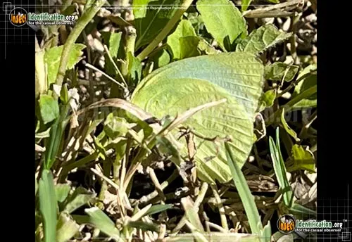 Lyside Sulphur Butterfly - photo 6