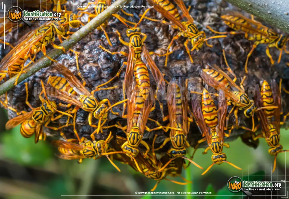 Macao Paper Wasp - Polistes olivaceus