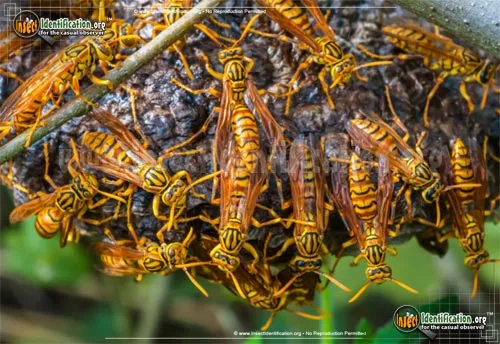 Macao Paper Wasp - photo 2