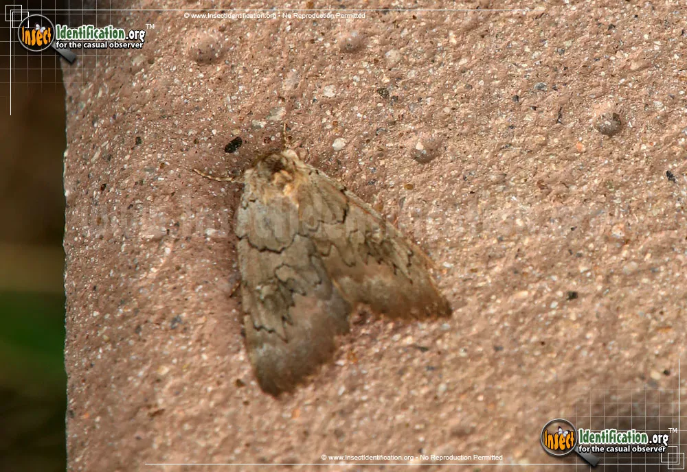 Magdalen Underwing Moth - Catocala illecta