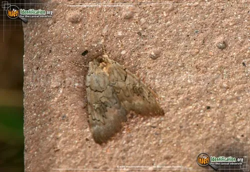 Magdalen Underwing Moth - photo 2