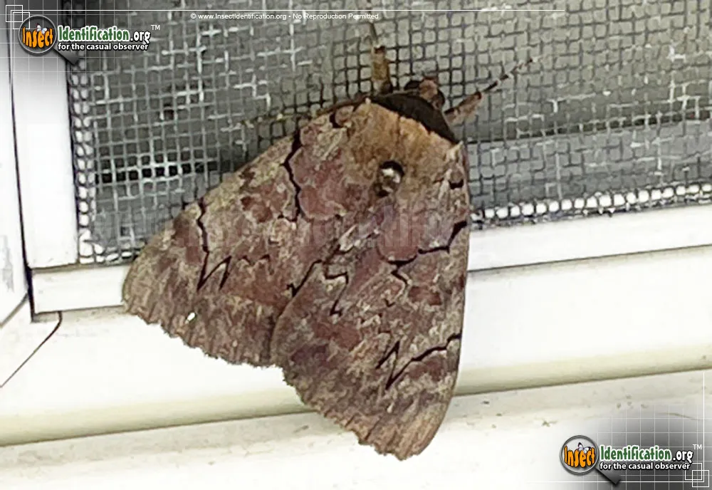 Magdalen Underwing Moth - photo 3