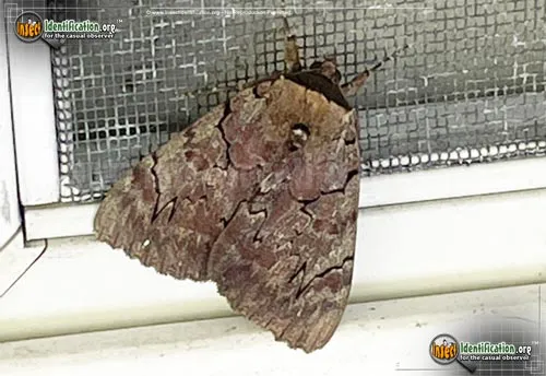 Magdalen Underwing Moth - photo 4