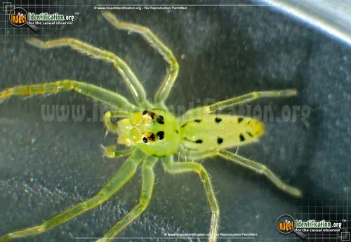 Magnolia Green Jumping Spider - photo 2