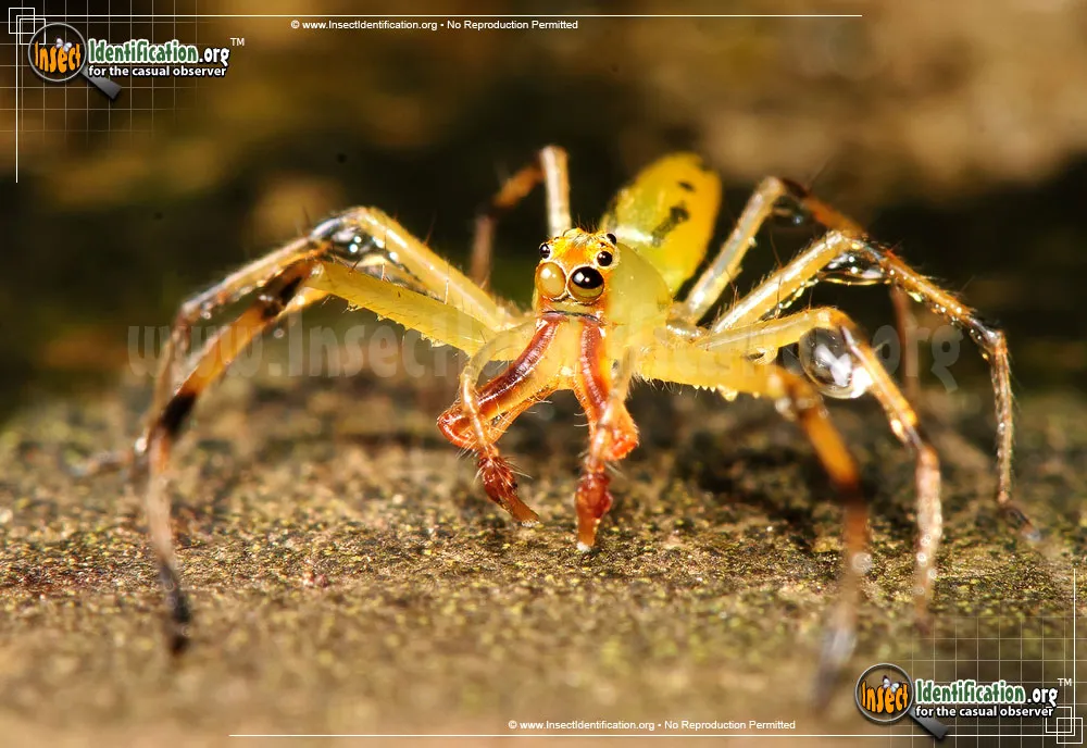 Magnolia Green Jumping Spider - photo 3