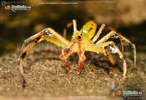 Magnolia Green Jumping Spider - photo 4