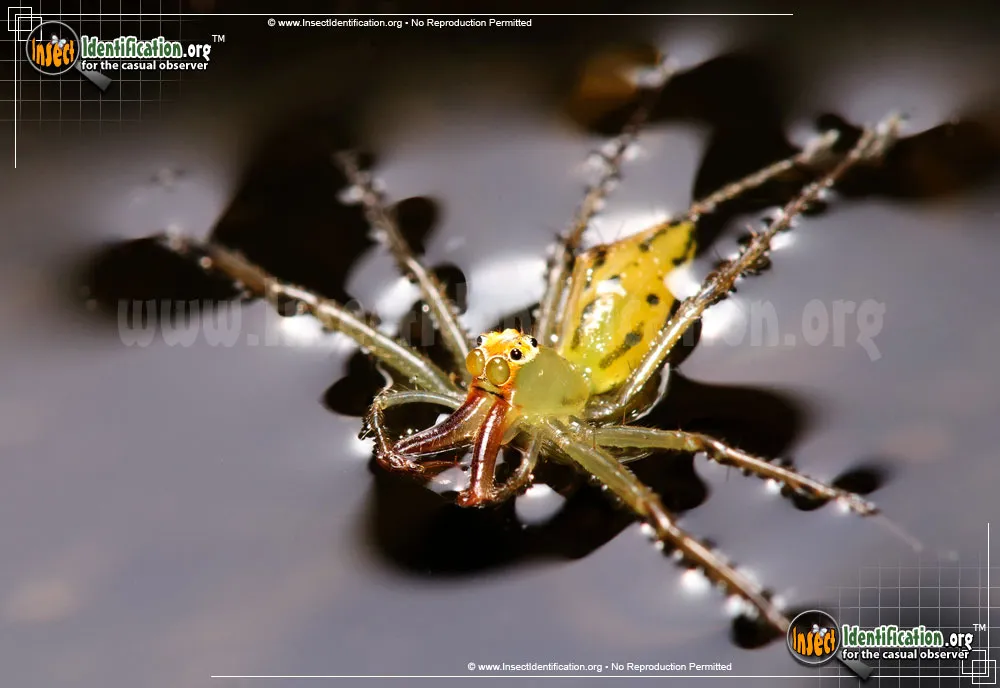 Magnolia Green Jumping Spider - photo 5