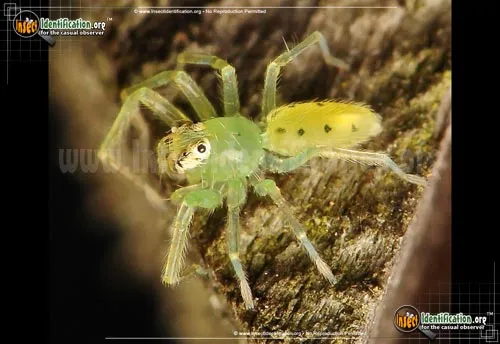 Magnolia Green Jumping Spider - photo 8