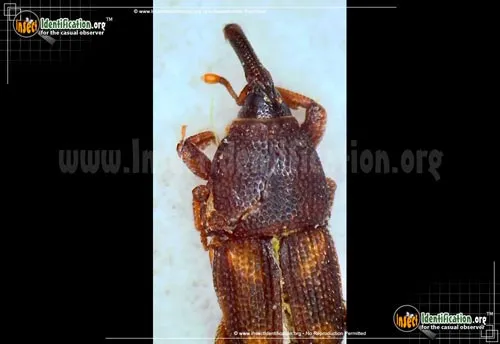 Maize Weevil - photo 2