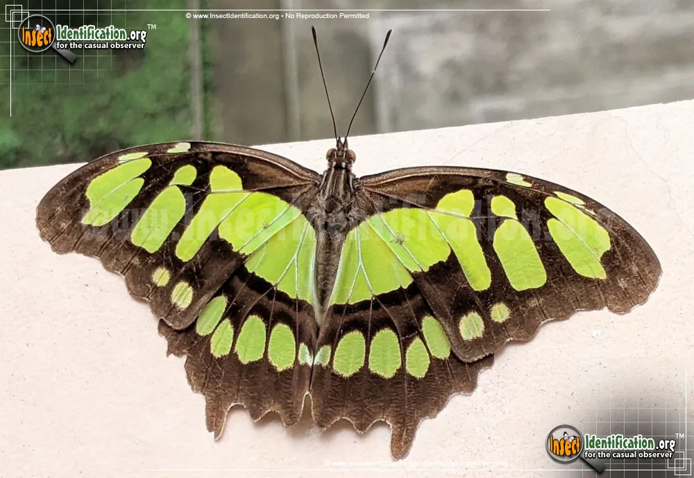 Malachite Butterfly