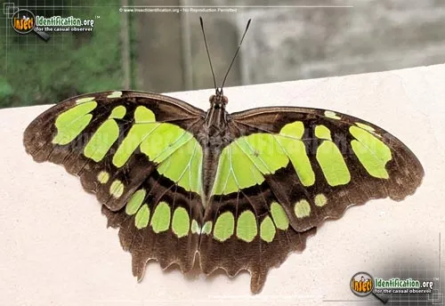 Malachite Butterfly - photo 2