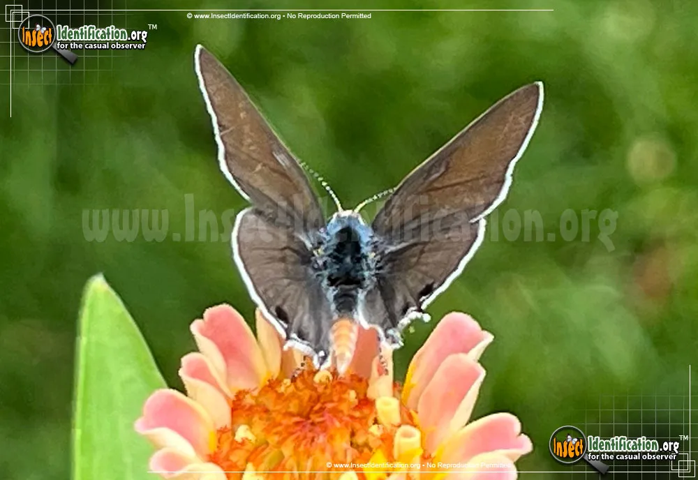 Mallow Scrub-Hairstreak Butterfly
