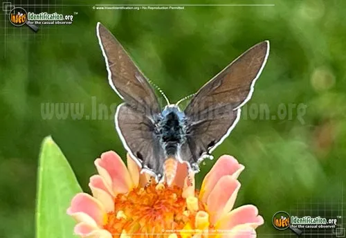Mallow Scrub-Hairstreak Butterfly - photo 2