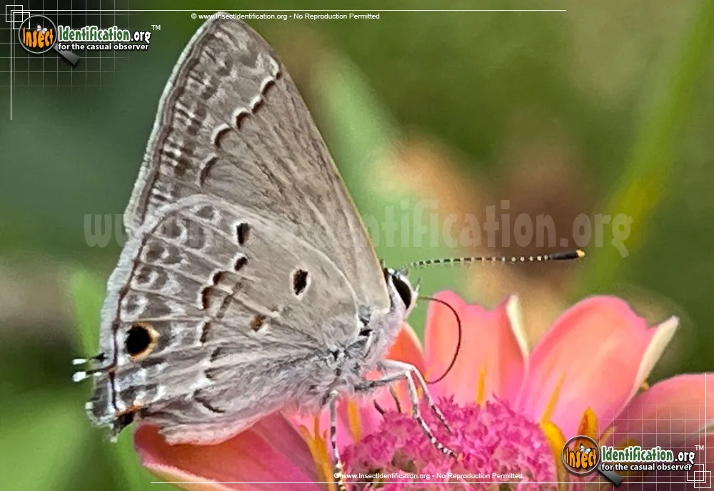 Mallow Scrub-Hairstreak Butterfly - photo 3