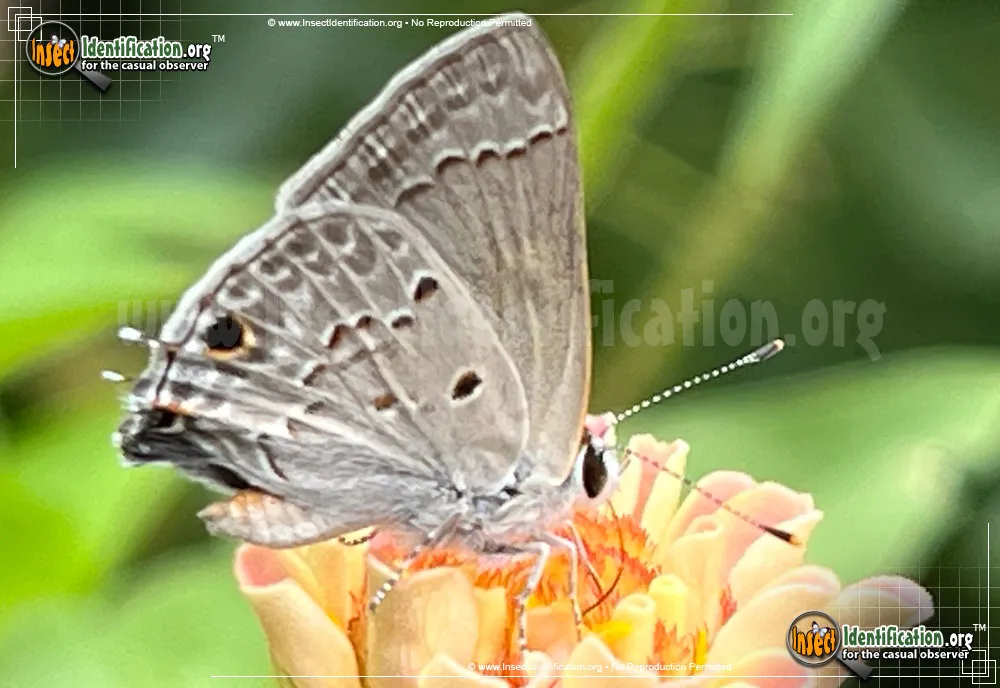 Mallow Scrub-Hairstreak Butterfly - photo 5