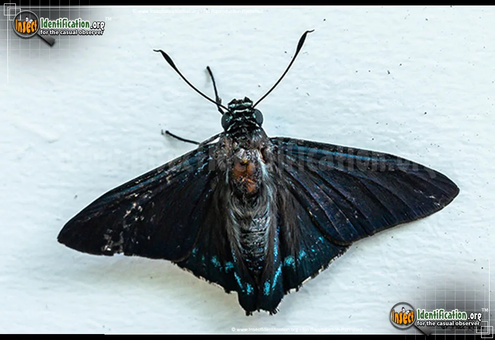 Mangrove Skipper