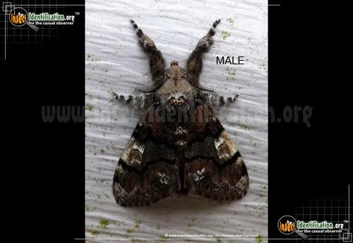 Manto Tussock Moth - photo 2