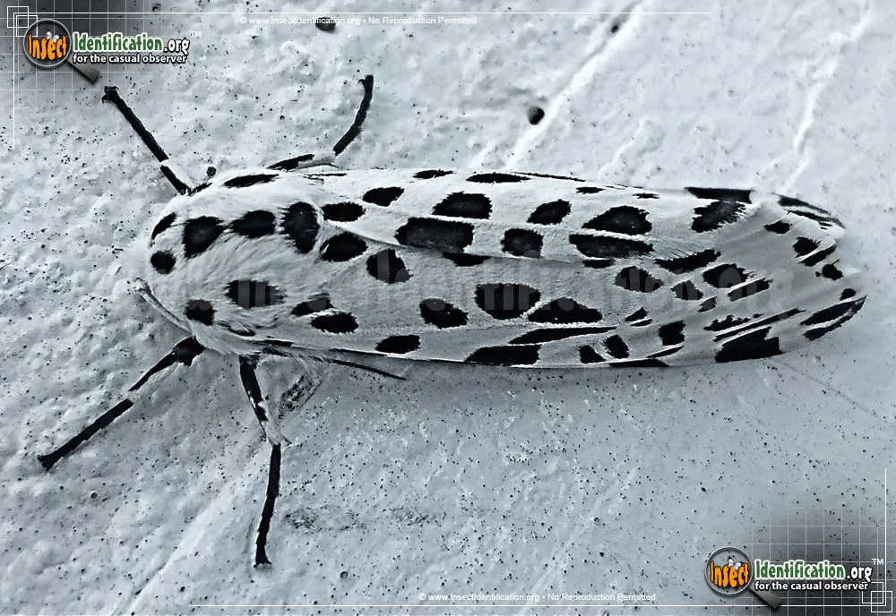 Many-spotted Tiger Moth