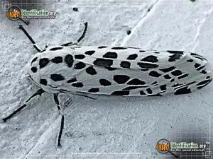 Many-spotted Tiger Moth - photo 2