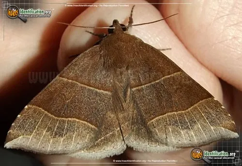 Maple Looper Moth - photo 2