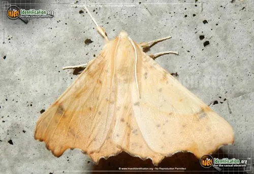 Maple Spanworm Moth - photo 2
