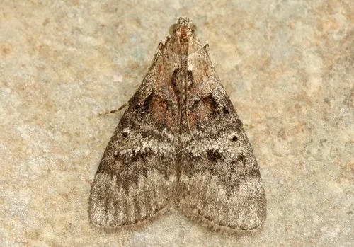 Maple Webworm Moth