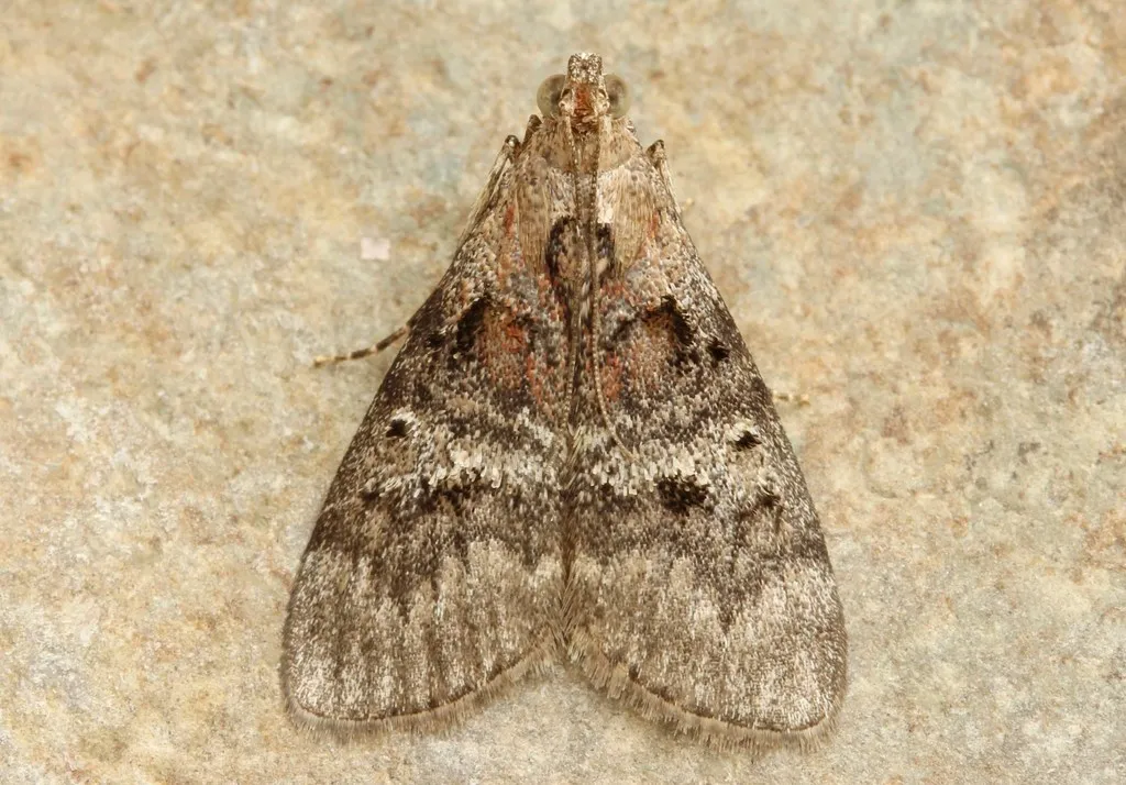 Maple Webworm Moth - photo 2