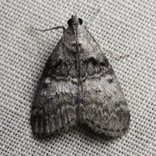 Maple Webworm Moth - photo 4