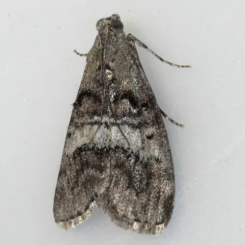 Maple Webworm Moth - photo 5