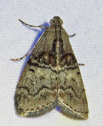 Maple Webworm Moth - photo 6