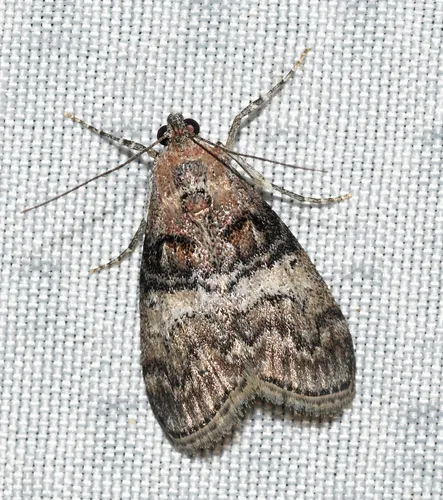 Maple Webworm Moth - photo 7