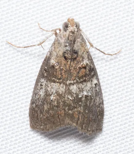 Maple Webworm Moth - photo 8