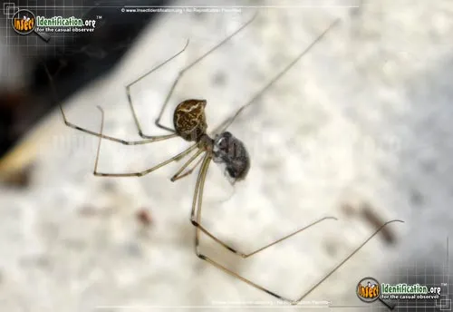Marbled Cellar Spider - photo 2