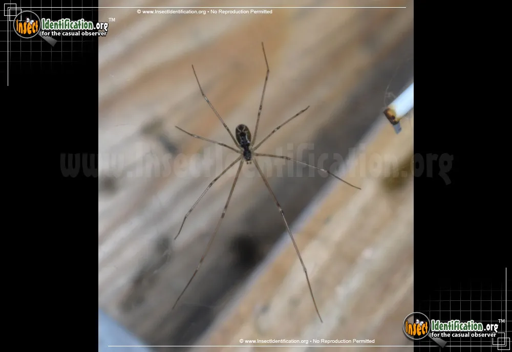 Marbled Cellar Spider - photo 3