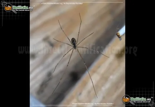Marbled Cellar Spider - photo 4