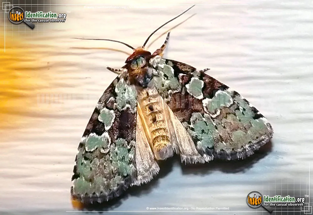 Marbled-green Leuconycta