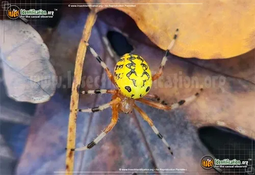 Marbled Orb Weaver - photo 2