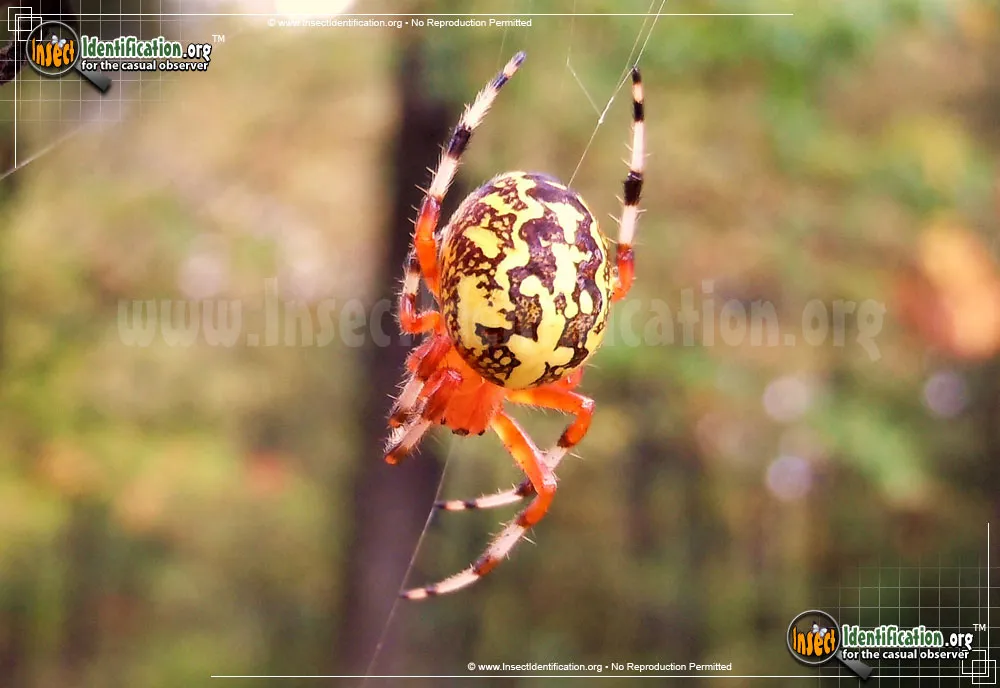 Marbled Orb Weaver - photo 3