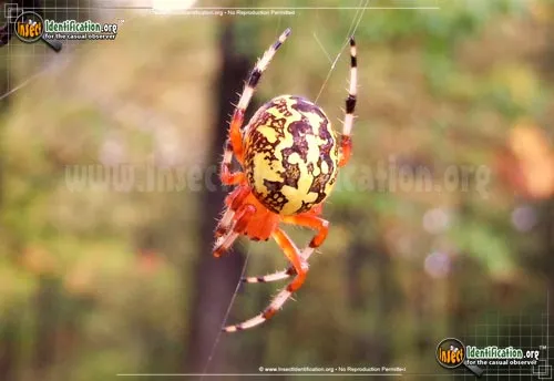 Marbled Orb Weaver - photo 4