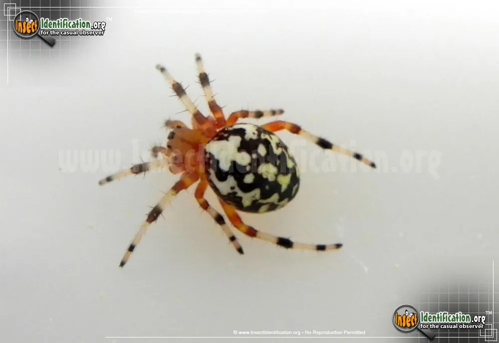 Marbled Orb Weaver - photo 5