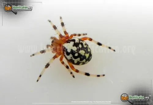 Marbled Orb Weaver - photo 6