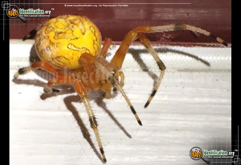 Marbled Orb Weaver - photo 7