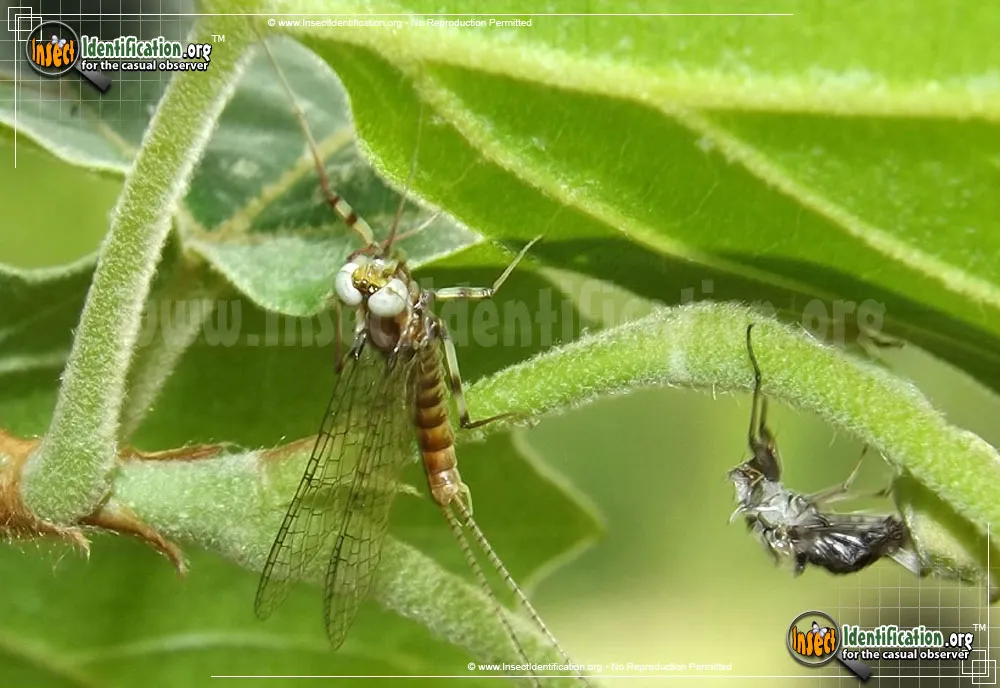 March Brown Mayfly - photo 3