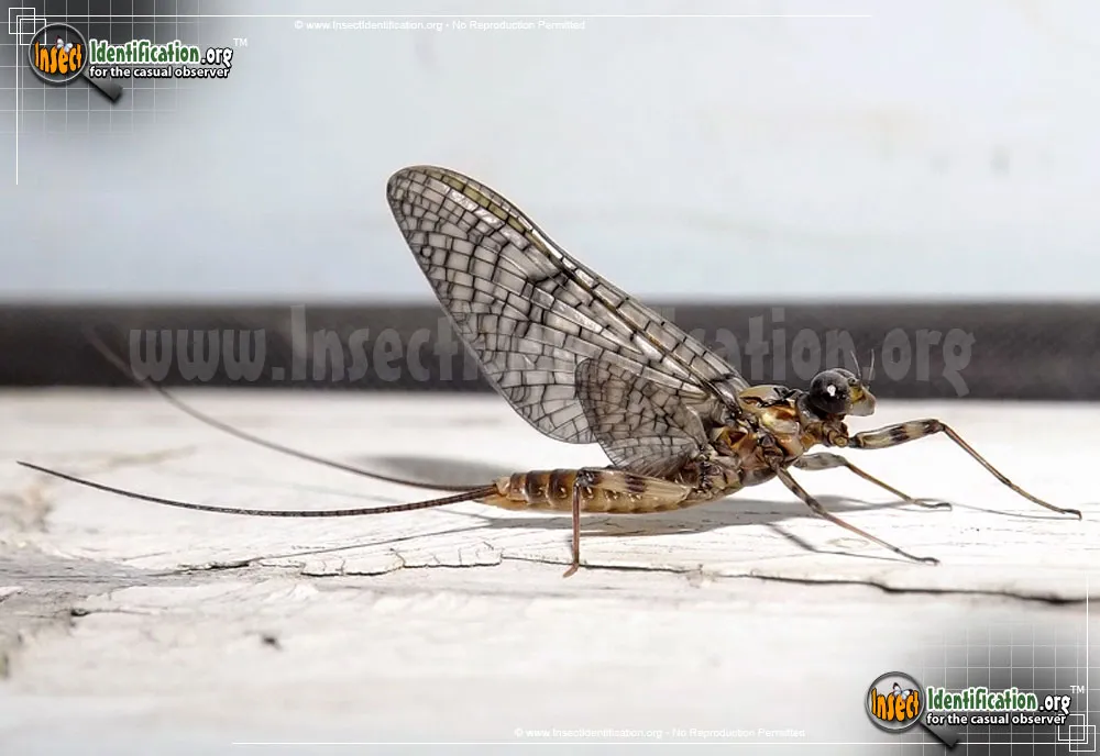 March Brown Mayfly - photo 4