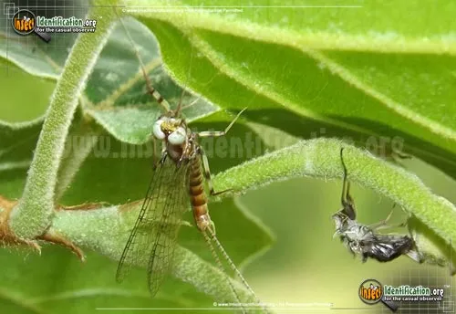 March Brown Mayfly - photo 5