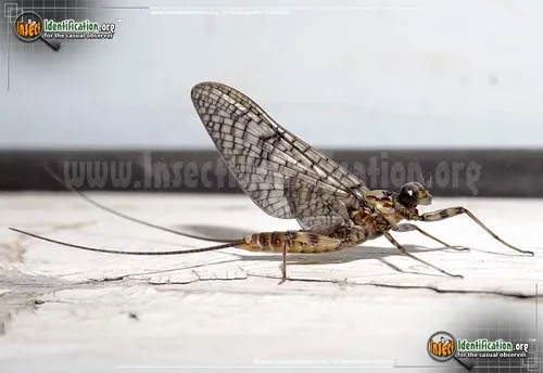 March Brown Mayfly - photo 6
