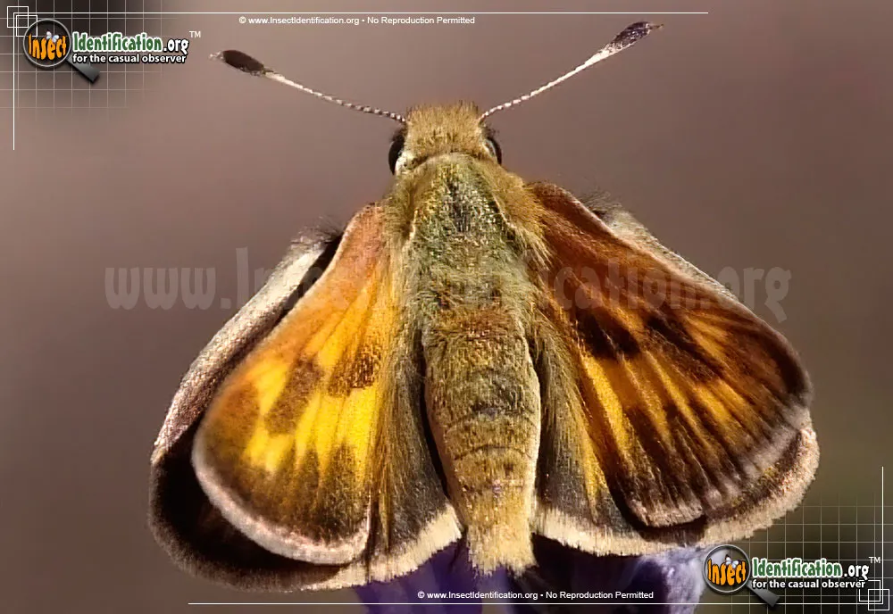 Mardon Skipper