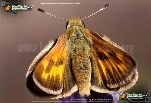 Mardon Skipper - photo 2