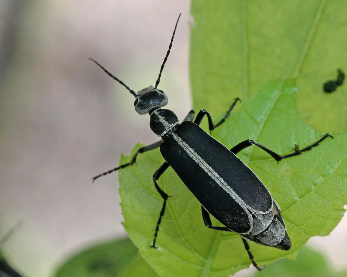 Margined Blister Beetle - photo 3