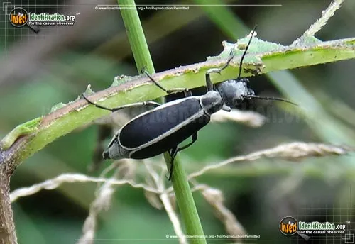 Margined Blister Beetle - photo 4